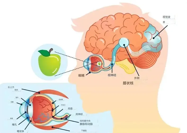 视觉通路示意